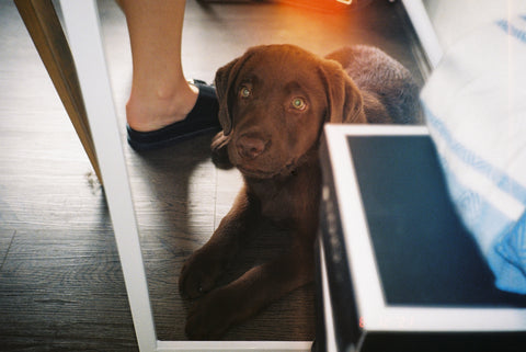 Puppy Under A Desk Taken On Olympus AF10