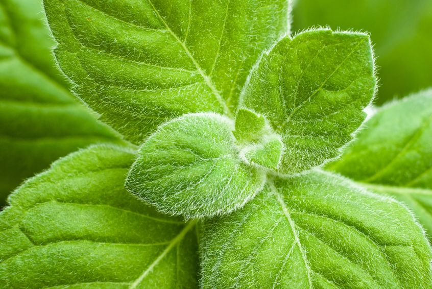 Peppermint Essential Oil aids digestion and soothes nausea.