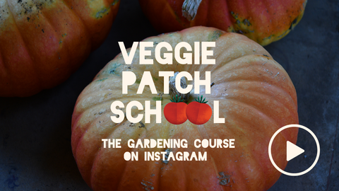 The Veggie Patch School