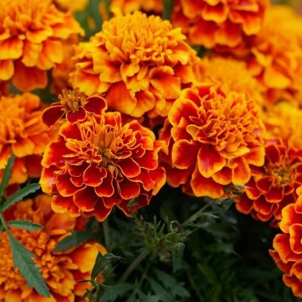 Sparky Mix French Marigold