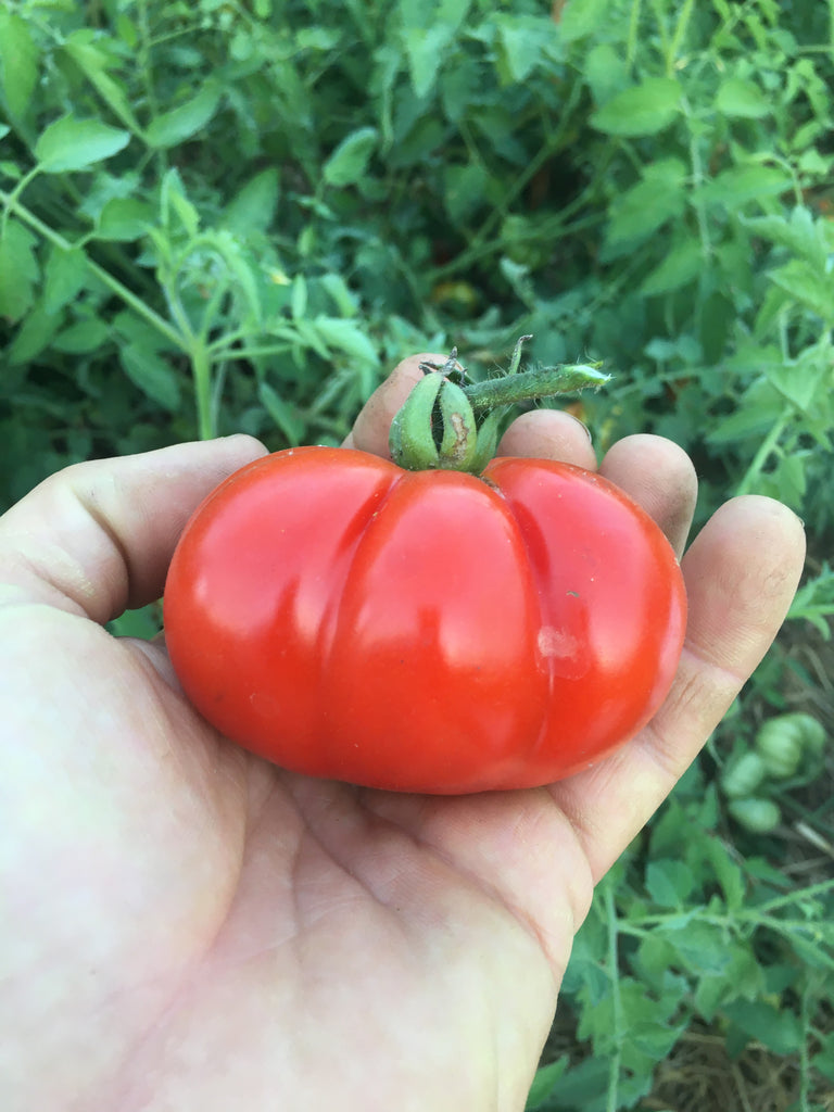 Red Brandywine Tomato 65 Seeds - Heirloom! - Hirt's Gardens