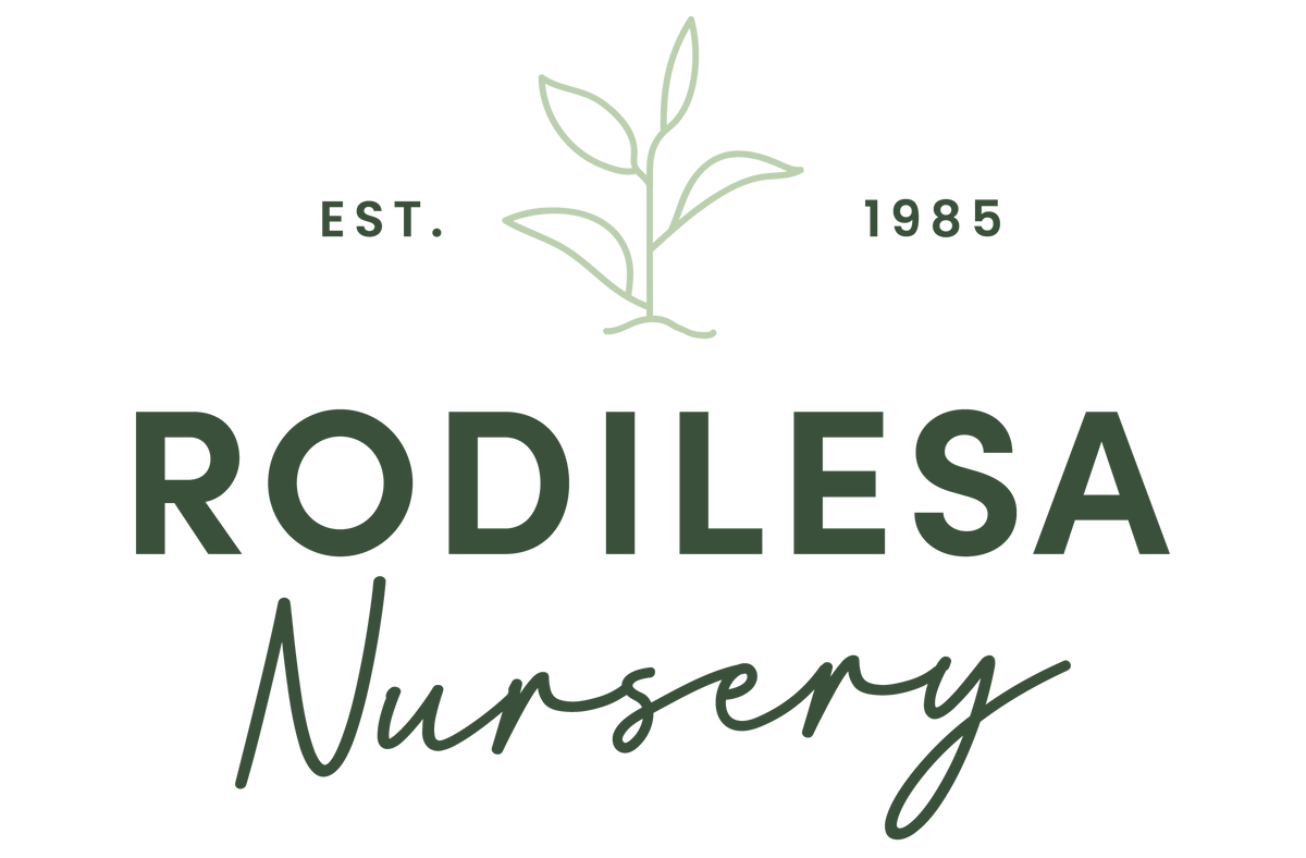 Rodilesa Nursery