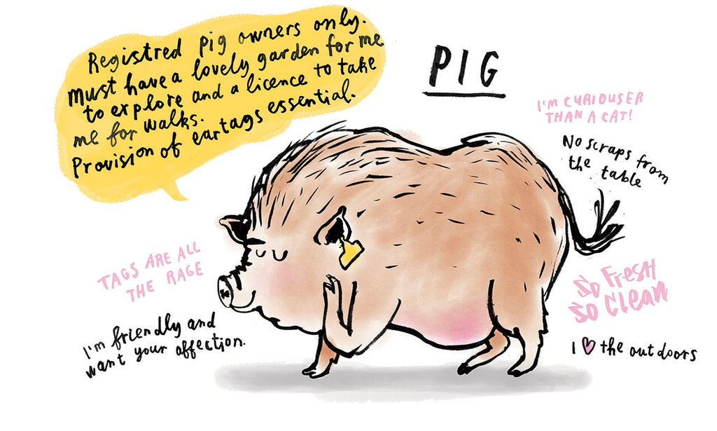Pig illustration for Mapology Guides