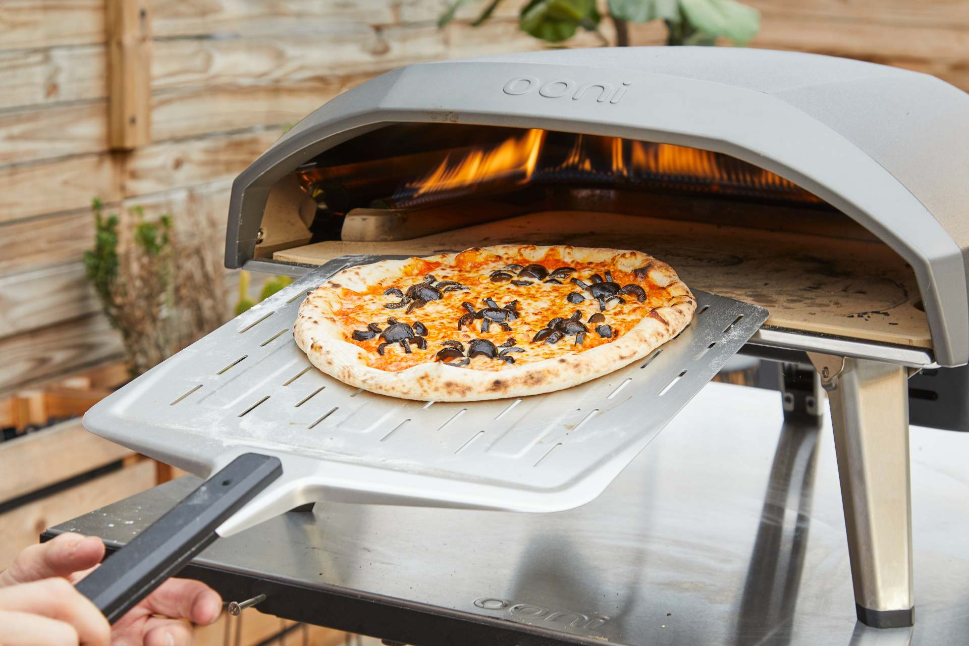 Olive “Spider” Pizza with Vodka Sauce