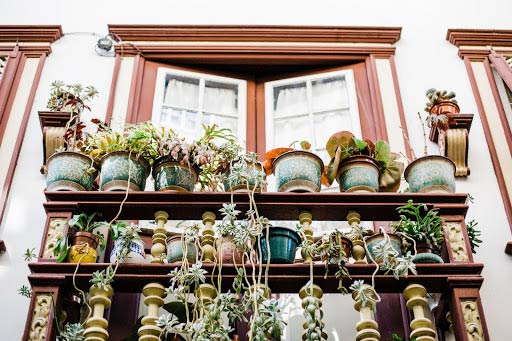 indoor house plants