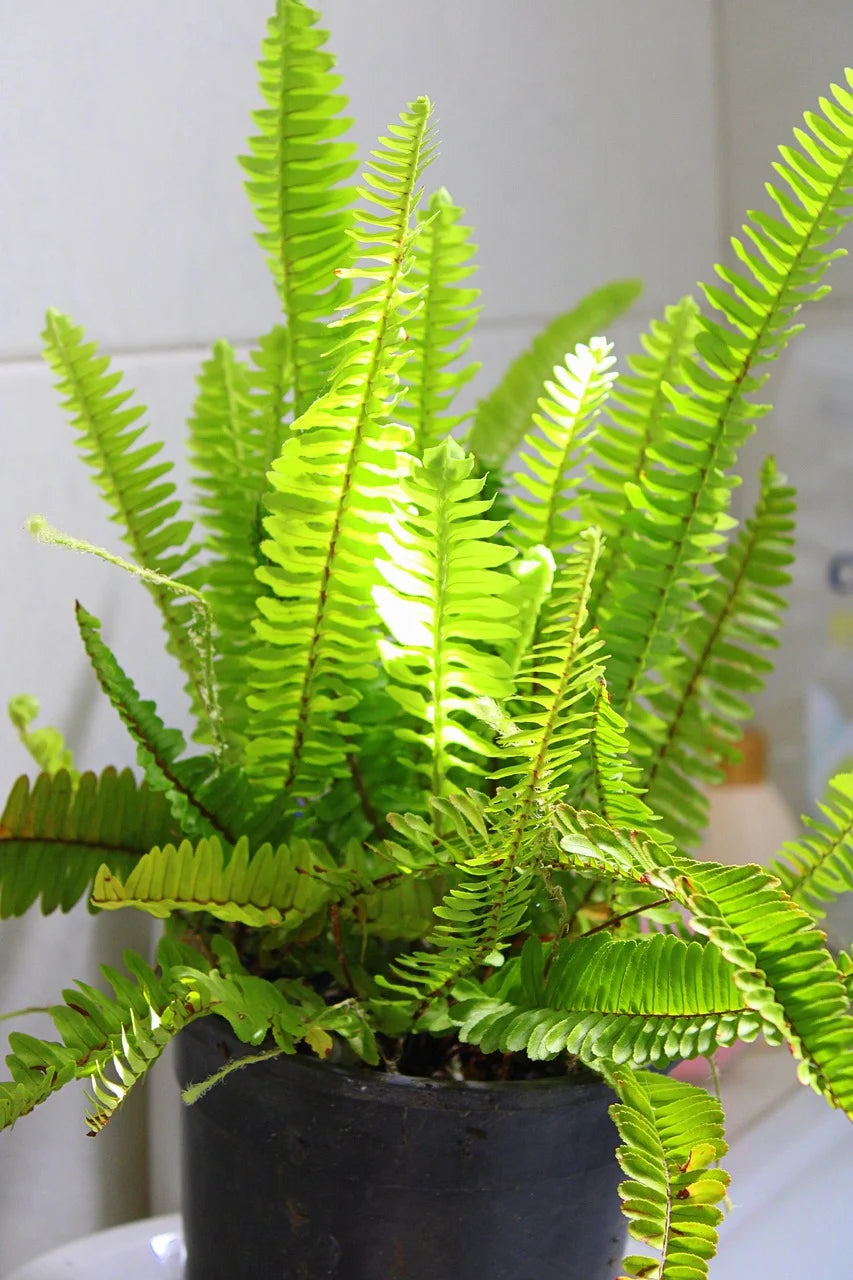A vibrant green fern with numerous long, serrated fronds grows in a dark pot. Sunlight highlights the leaves, creating a fresh, lively atmosphere.