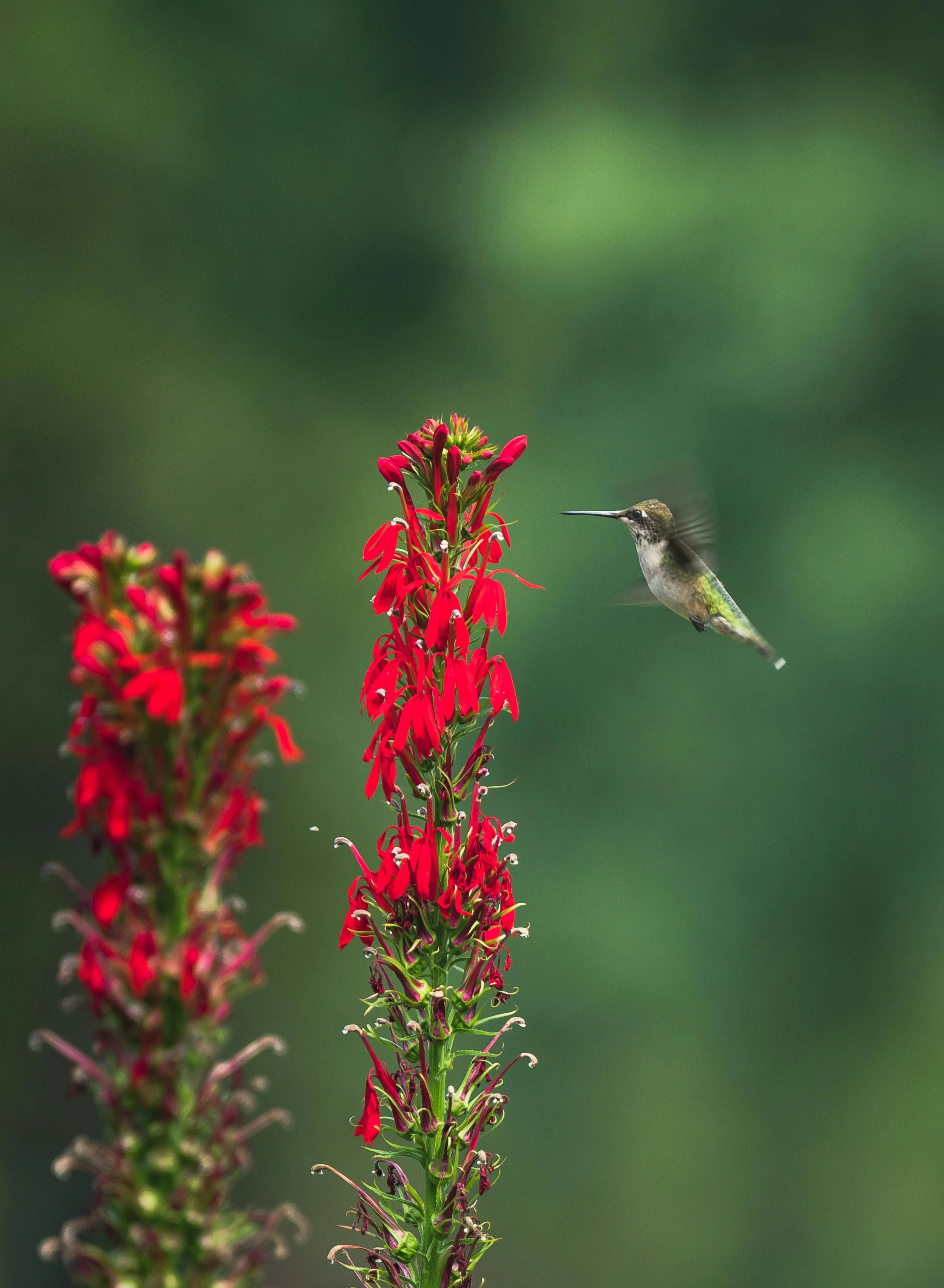 A hummingbird hovering beside tall red flowers, with a soft green blurred background