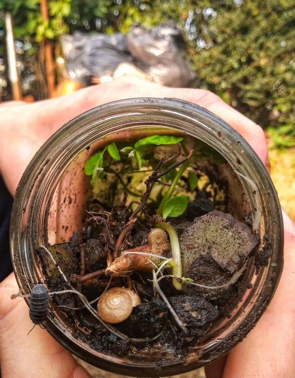 Close-up of a hand holding a glass jar containing soil, small plants, a snail shell, and a pill bug. It conveys a sense of nature and exploration.