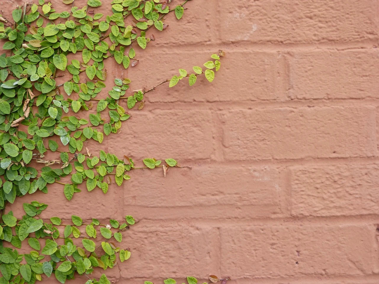 Green ivy climbs a textured, reddish-brown brick wall, creating a natural contrast. The scene conveys growth and tranquility.