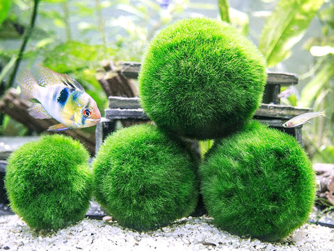 Caring For A Moss Ball Pet Is A Surprisingly Wholesome And