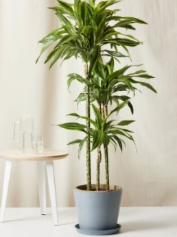 tall indoor plants