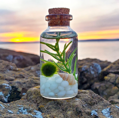 Aquarium moss balls contaminated with invasive species found in Virginia