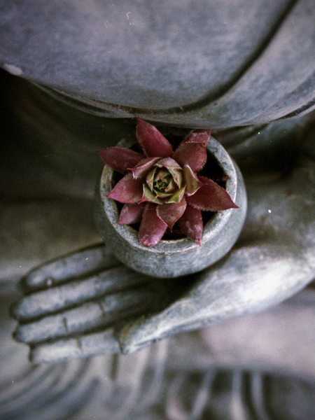 A Gazillion Ways to Create a Zen Meditation Garden - Salisbury Greenhouse -  Blog