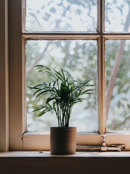 Plant on Winter Window sill