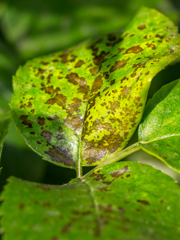 houseplant leaf with brown speckles from cold temperatures