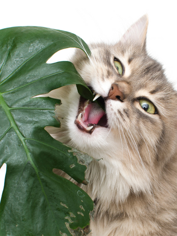 chat mâchant une plante d'intérieur monstera