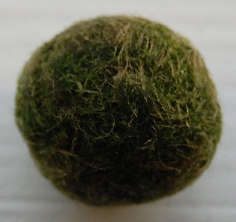 a brown marimo moss ball