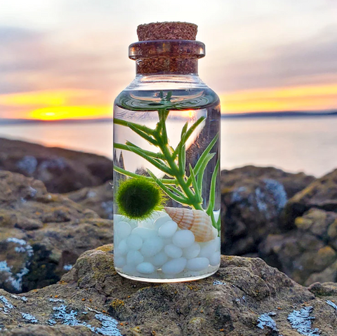 a glass jar terrarium with a cork lid sitting on a rocky beach in front of a sunset. The terrarium features a marimo moss ball and a sea shell."