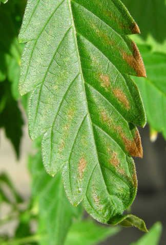 feuille de plante d'intérieur devenant brune à cause d'une surfertilisation