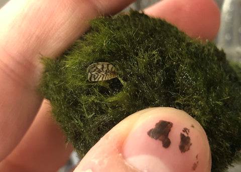 a hand holding a marimo moss ball with a zebra mussel inside