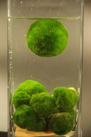 a marimo moss ball floating above a group of moss balls in a tall square glass