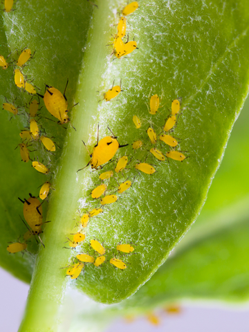 insectes sur une feuille de plante d'intérieur