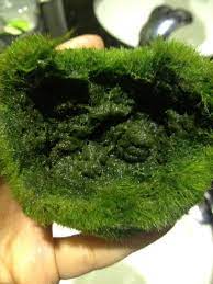 Why You Need a Moss Ball Pet and How to Care for It – Moss Ball Pets™