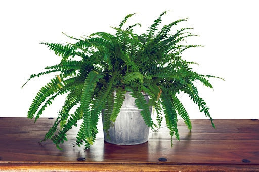  How to Grow Ferns Indoors