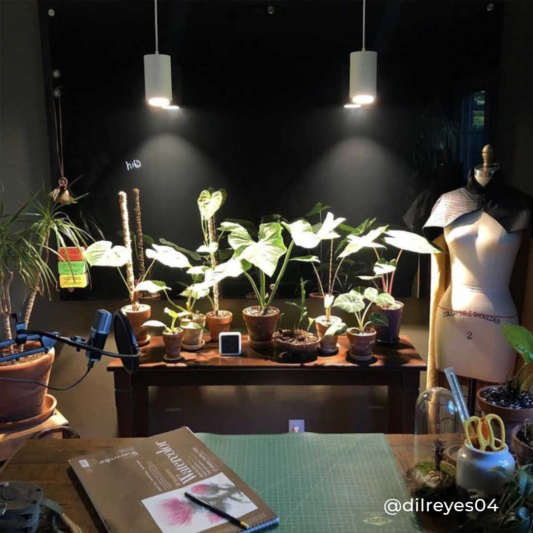 Plant Light Gift | Large Aspect™ Grow Light Gift Set | Soltech