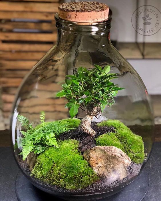 11 idee su Terrarium chiuso  piante da terrario, terrarium, giardino a  bottiglia