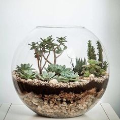 Consigli utili per la cura del Terrarium: troppa umidità? - Flor