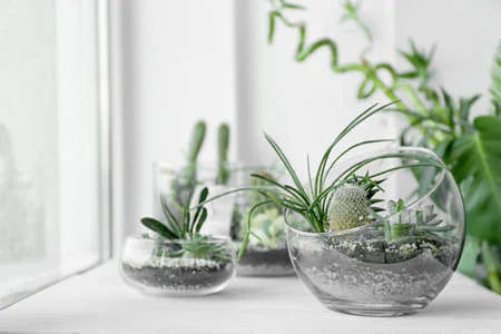 1Tutto sul Terrarium: Cura e manutenzione, e quali piante