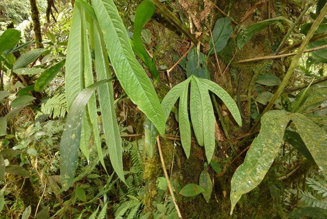 Segreti per un fogliame verde sano: come prevenire l'ingiallimento delle  foglie sulle piante