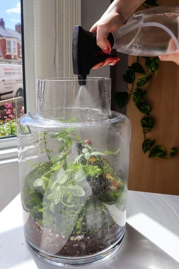 Come annaffiare il Terrarium  Consigli Utili - Flor Maison