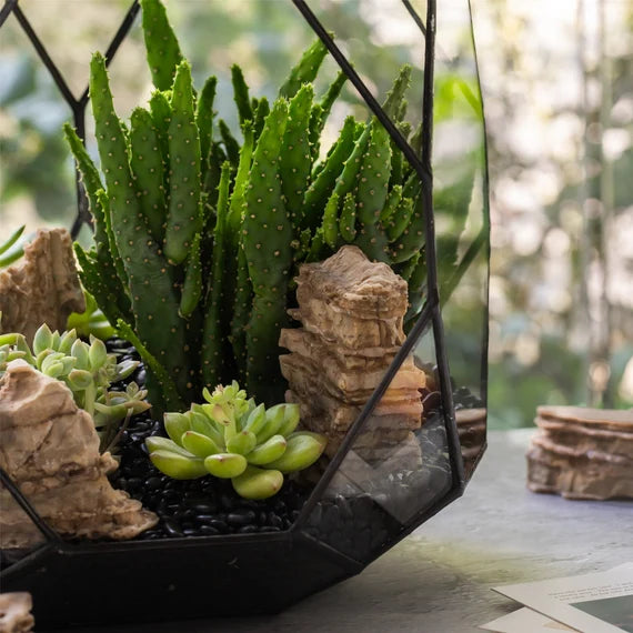 Il Terrarium umido, che cos'è e come funziona - Floreria