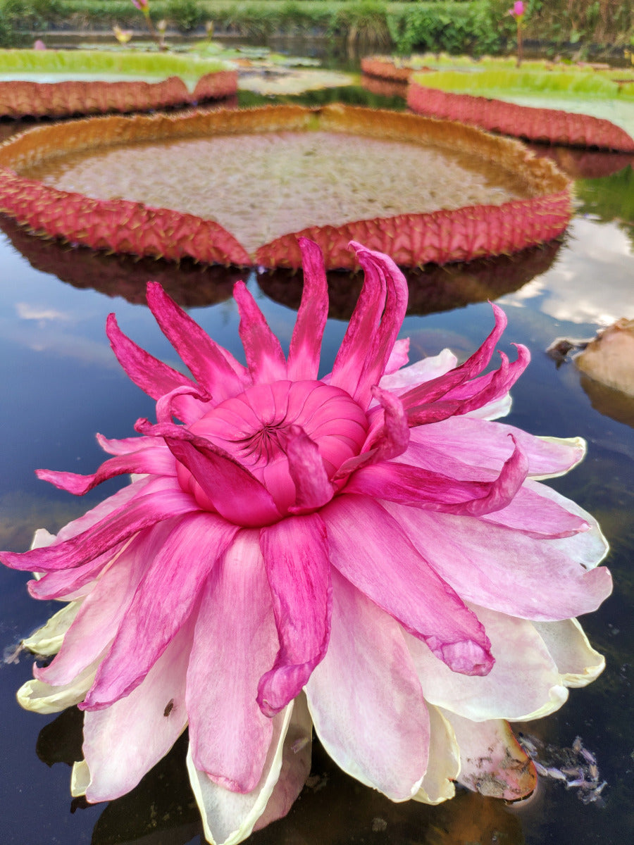 Il Fiore di Loto una pianta acquatica resistente e a crescita rapida -  Giardinaggio Piante e Fiori