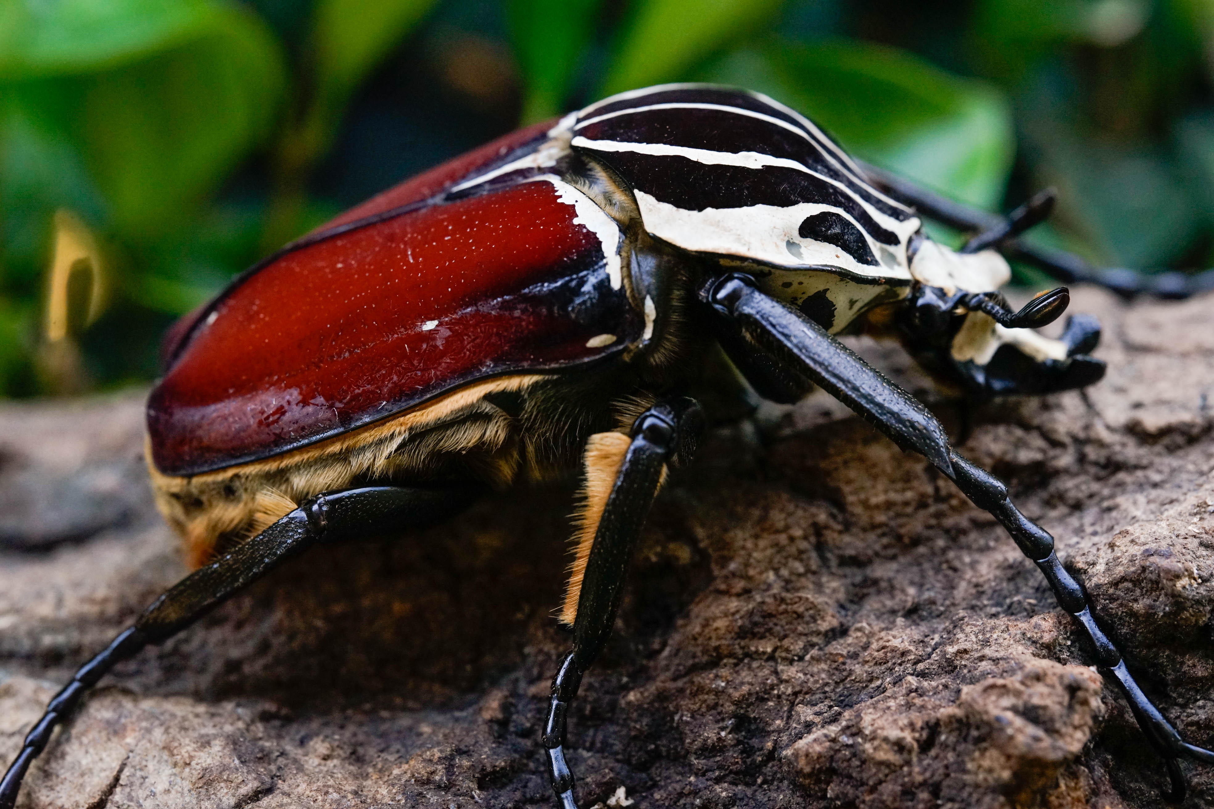 Goliathus goliatus apicalis 100mm CONGO-