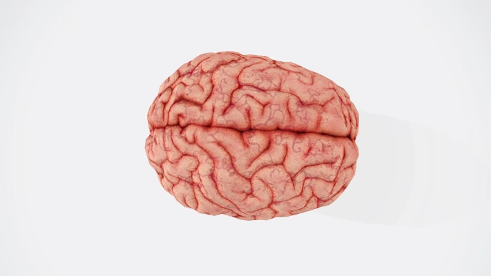 Image of brain, showing what tea for brain fog can do