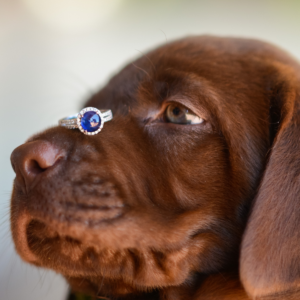 dog with ring on nose