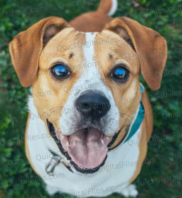 happy brown and white dog photo