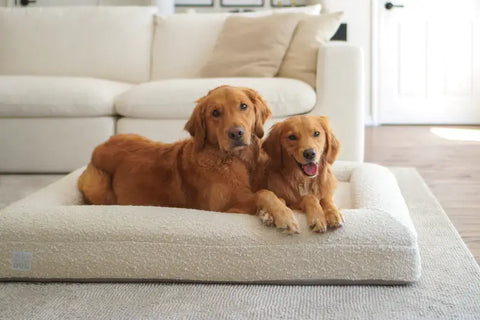 Two Golden Retrievers laying together on a large, cloud-colored orthopedic memory foam boucle dog bed.