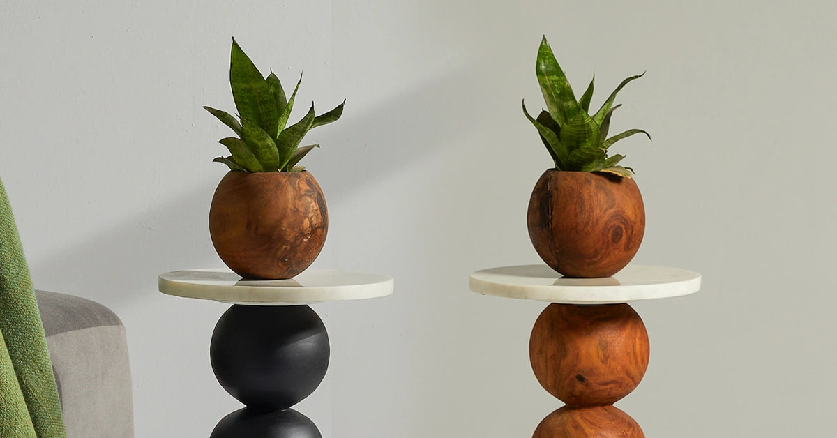 Indoor Plant with Decorative Pot