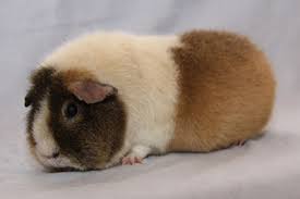 The Complete Guide to Sheba Guinea Pigs – GuineaDad