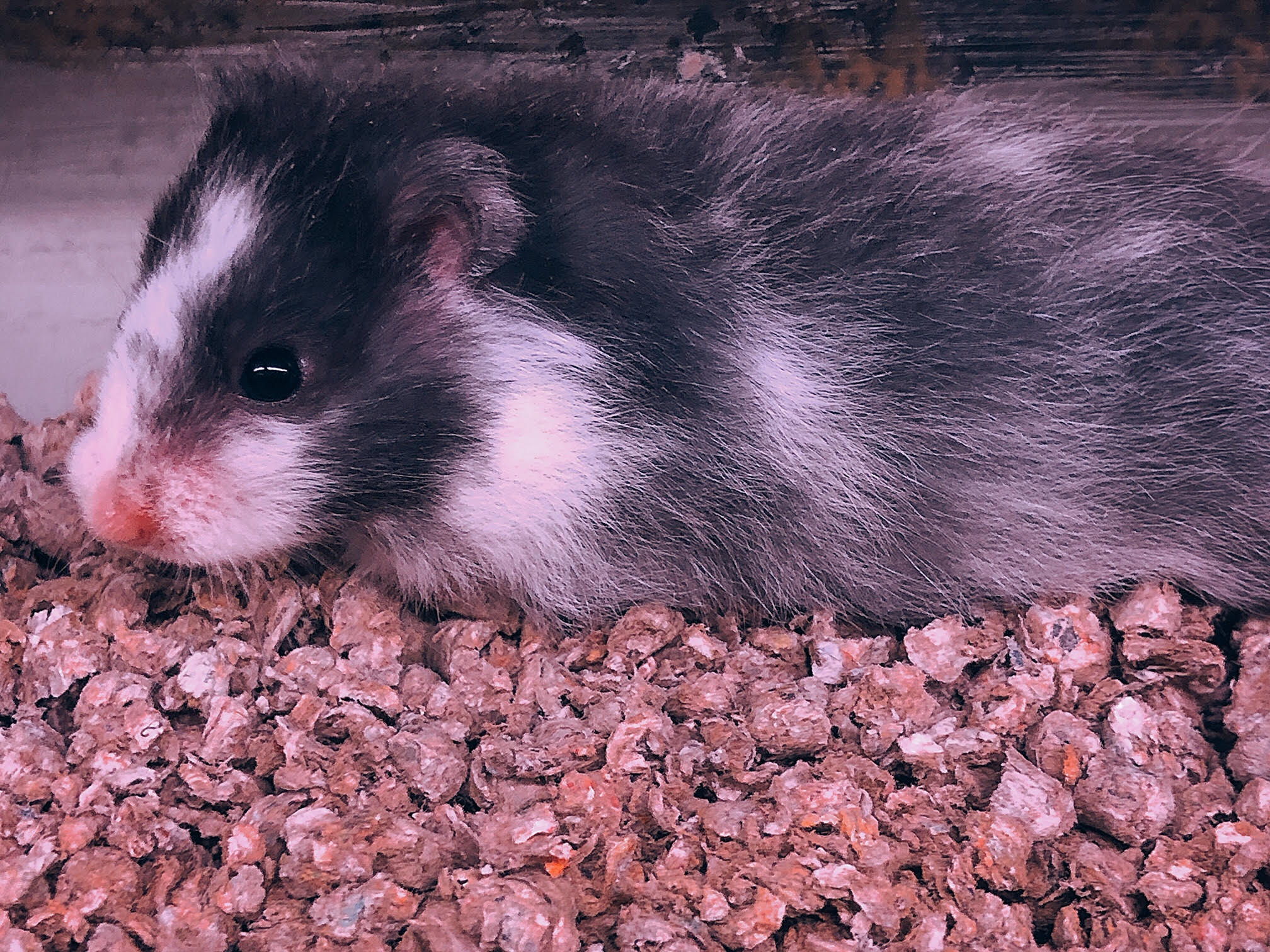 teddy bear hamsters black and white