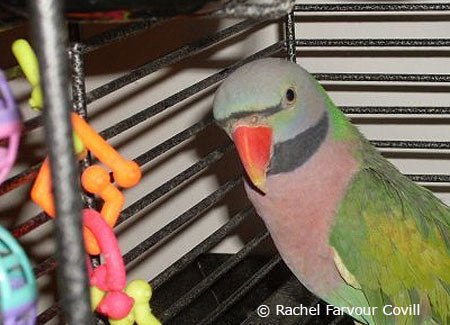 male-moustachedparakeet-in-cage