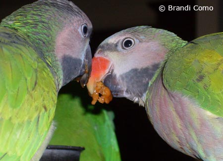 young-moustachedparakeets-eating