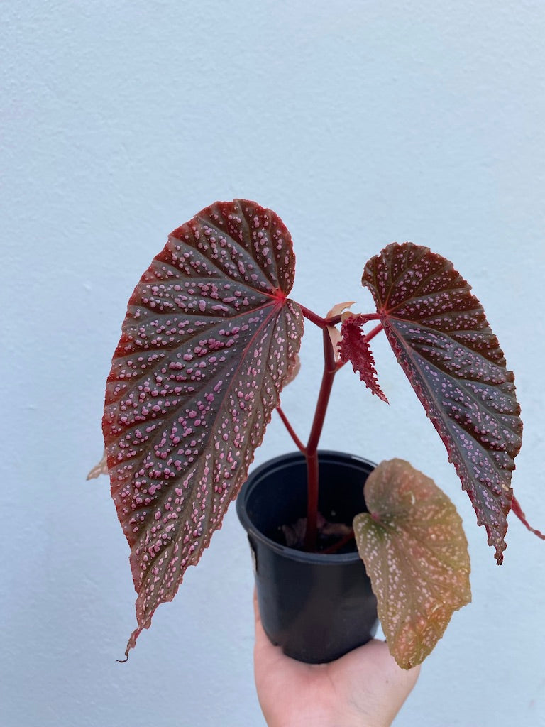 Begonia Maculata 'Miss Mommy' – Tropi Plants PR