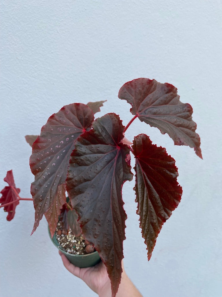 Begonia Maculata 'Linda Dawn' – Tropi Plants PR