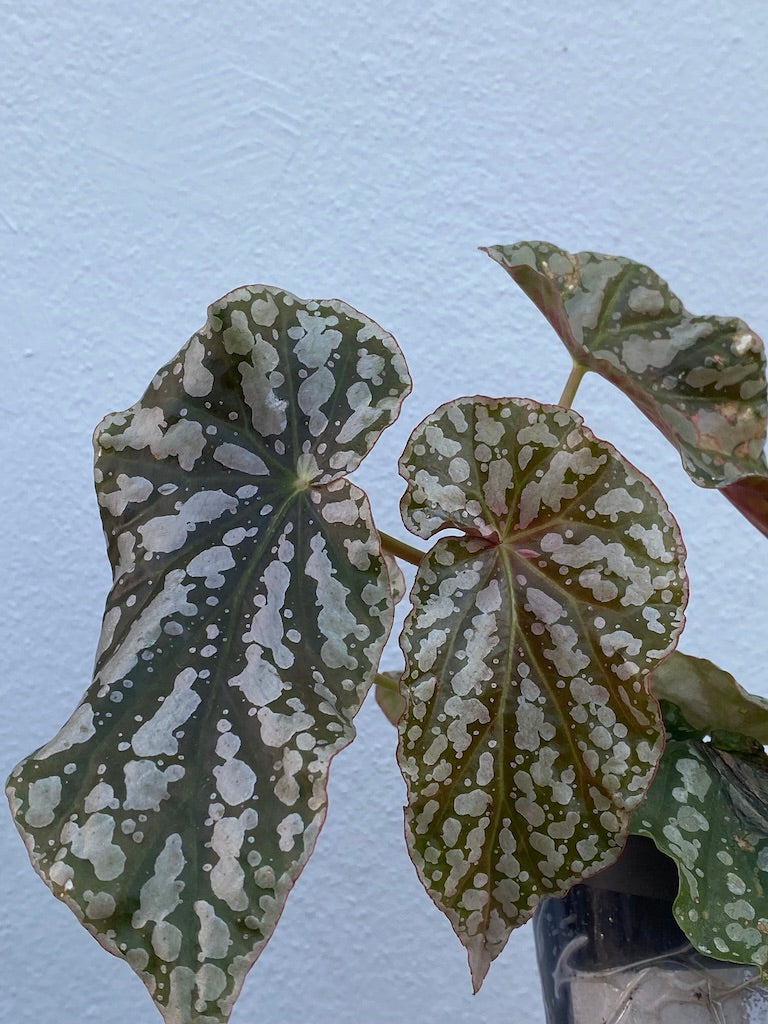 Begonia Maculata 'Barbara Hamilton' – Tropi Plants PR