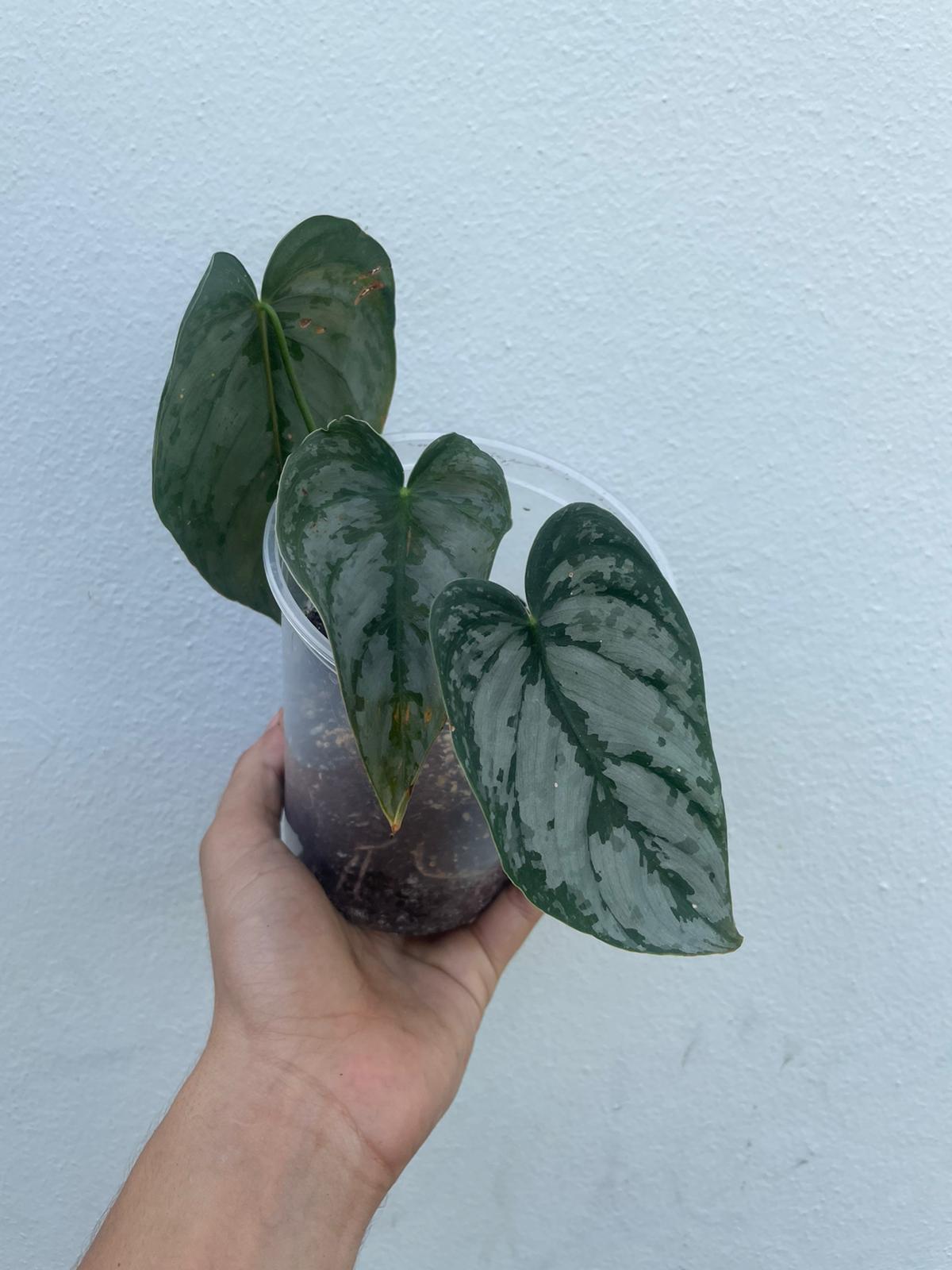 Philodendron Giganteum – Tropi Plants PR